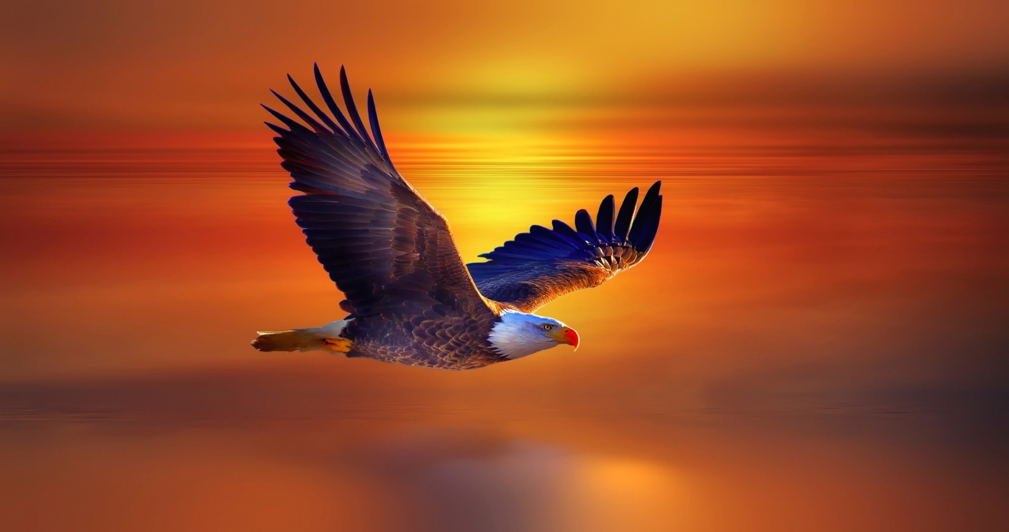 eagle Wallpapers HD / Desktop and Mobile Backgrounds