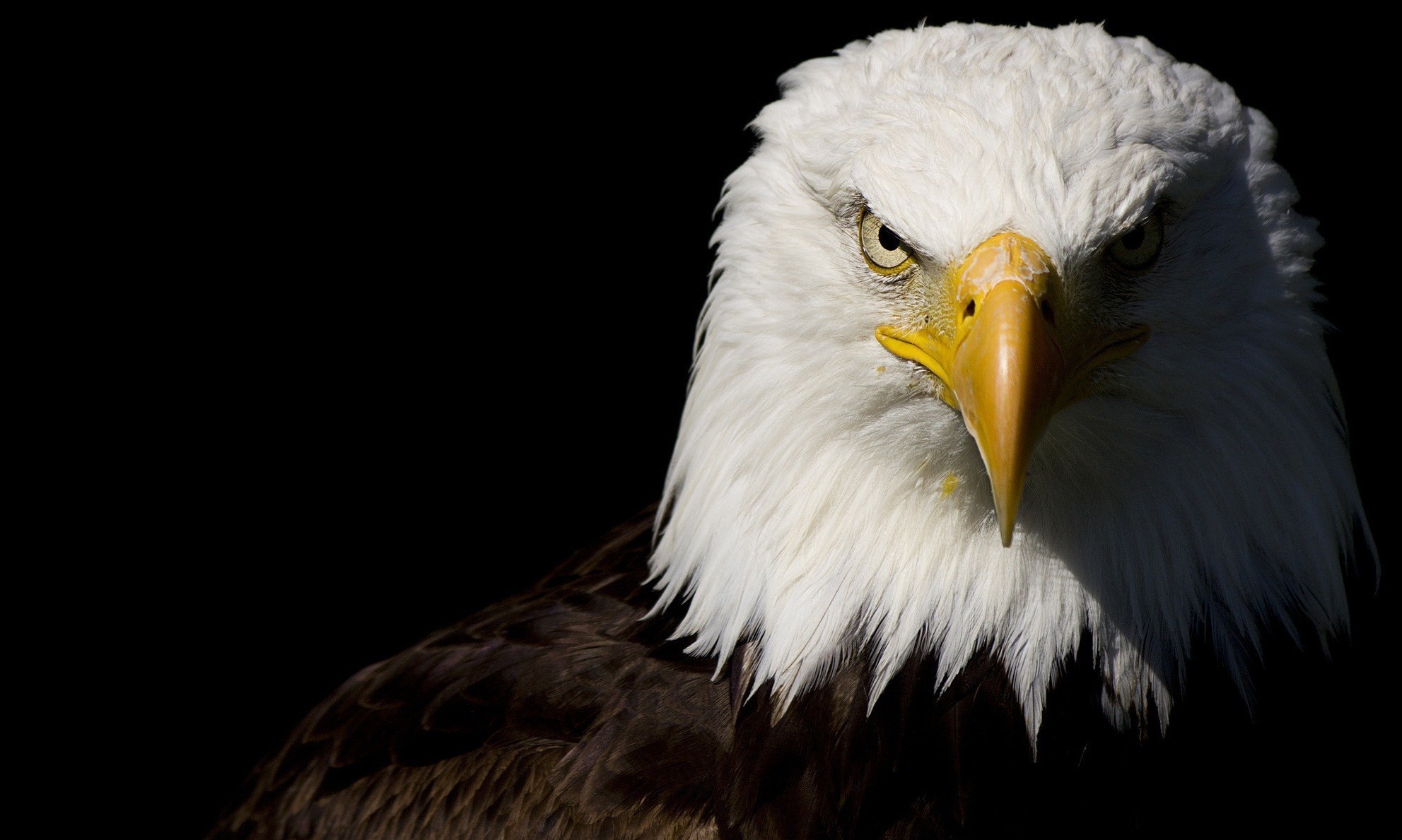 eagle Wallpapers HD / Desktop and Mobile Backgrounds
