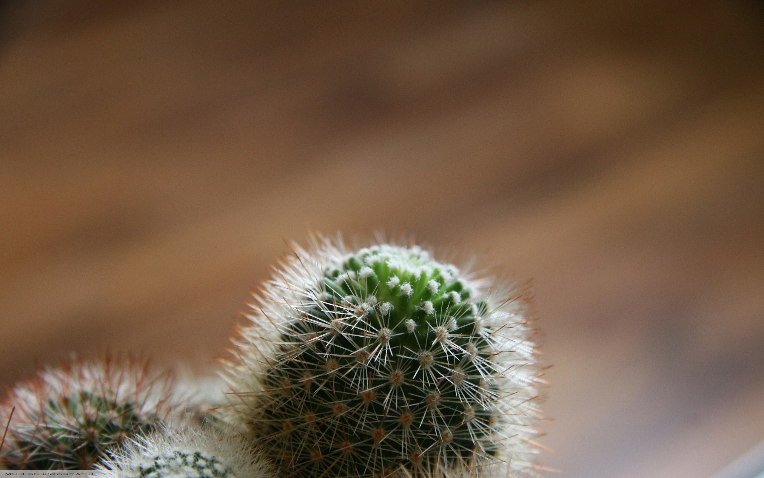 macro, Simple background, Minimalism, Cactus, Plants, Depth of field