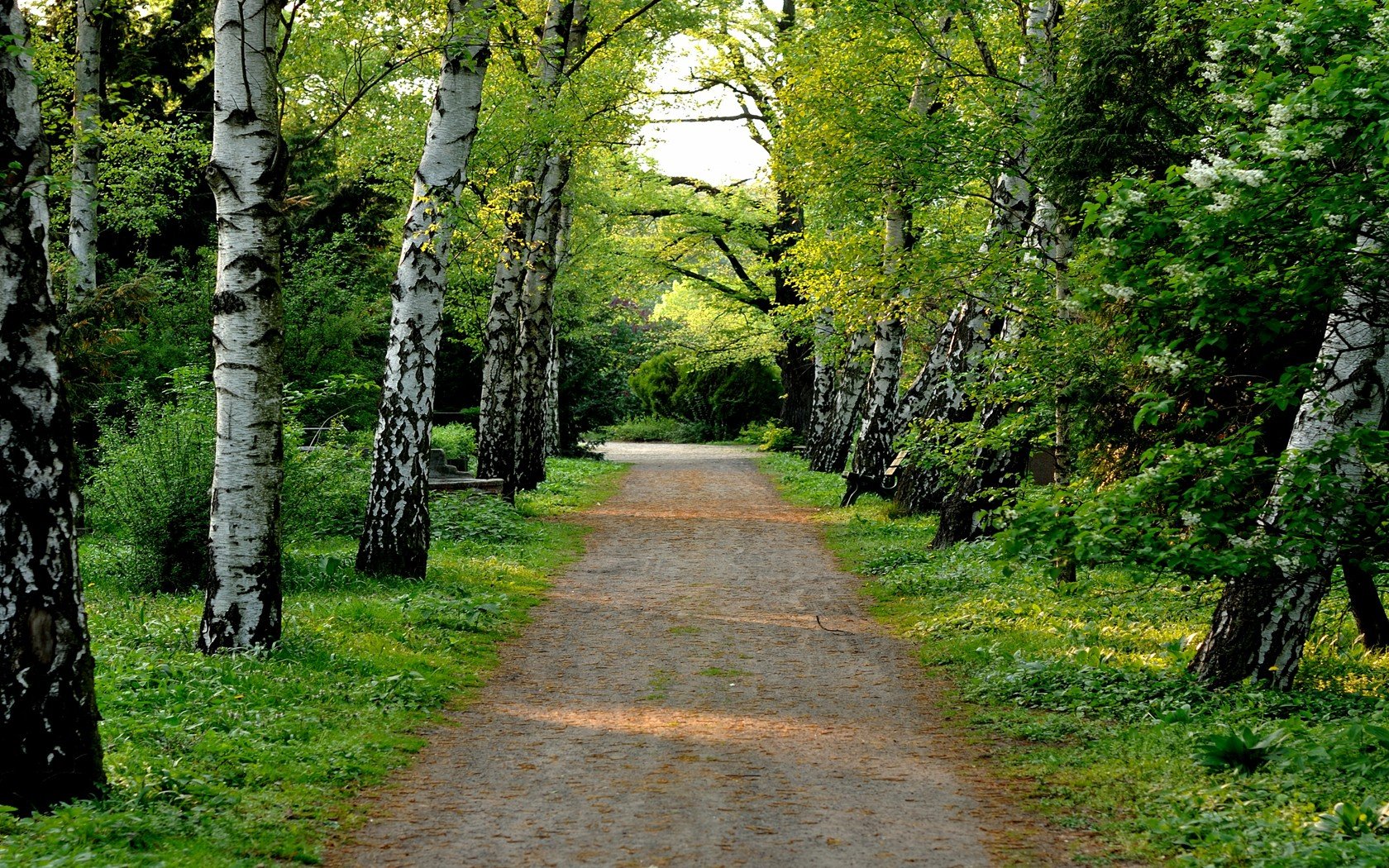 trees, Pathway Wallpapers HD / Desktop and Mobile Backgrounds