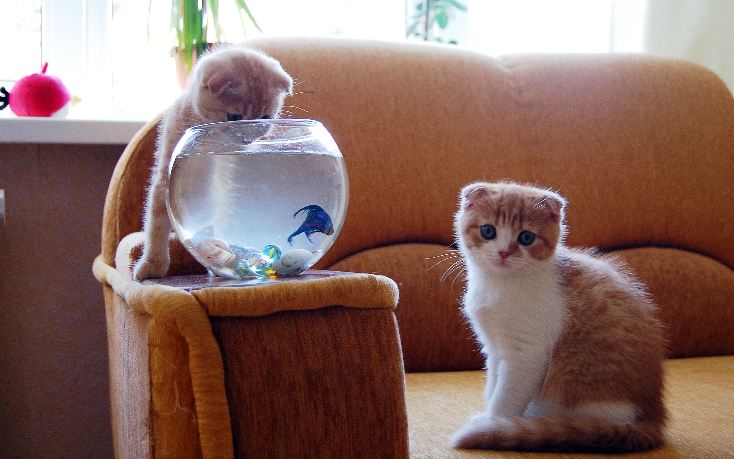 cats, Fish Wallpapers HD / Desktop and Mobile Backgrounds