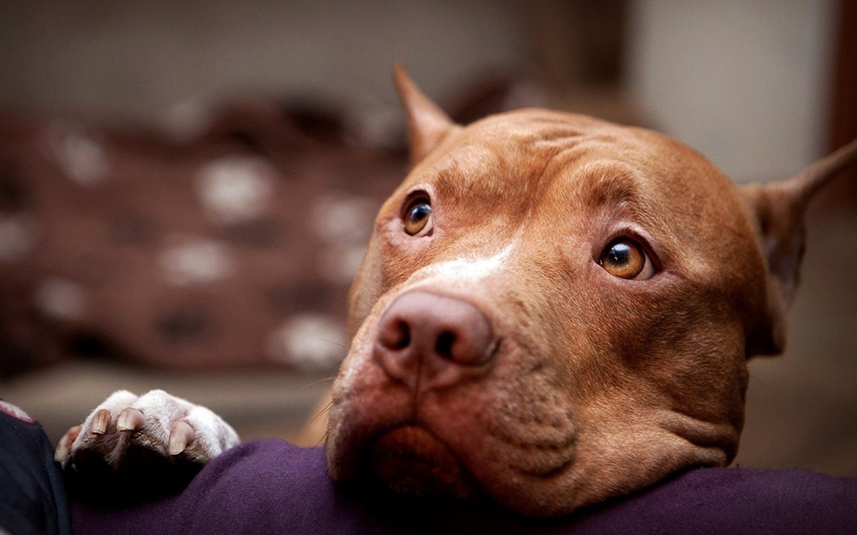 brown, Dog Wallpapers HD / Desktop and Mobile Backgrounds