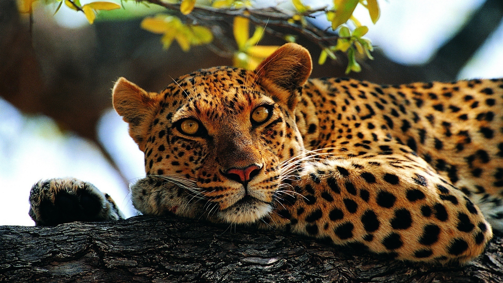 leopard Wallpapers HD / Desktop and Mobile Backgrounds