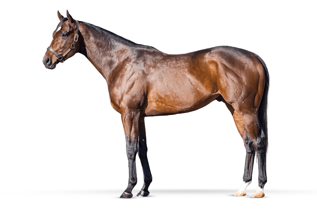 New Conformation Photos Page 203 Horse Racing Forum USA