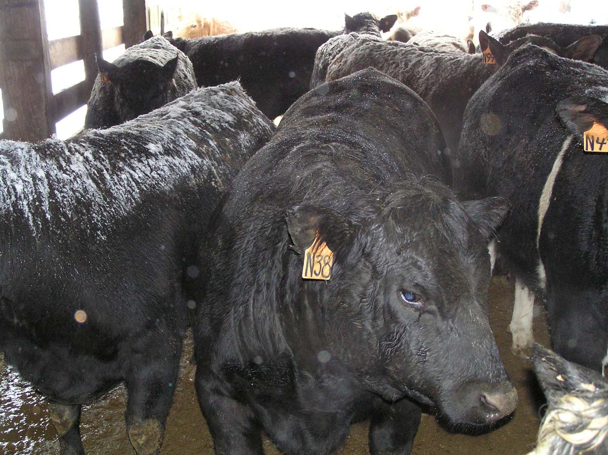 To Walnut Auction Sales!