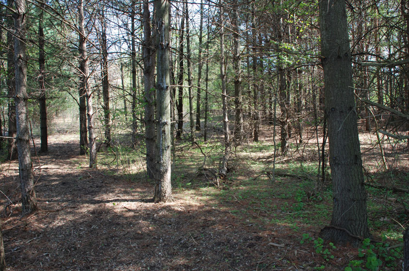 Gallery Walnut Ridge