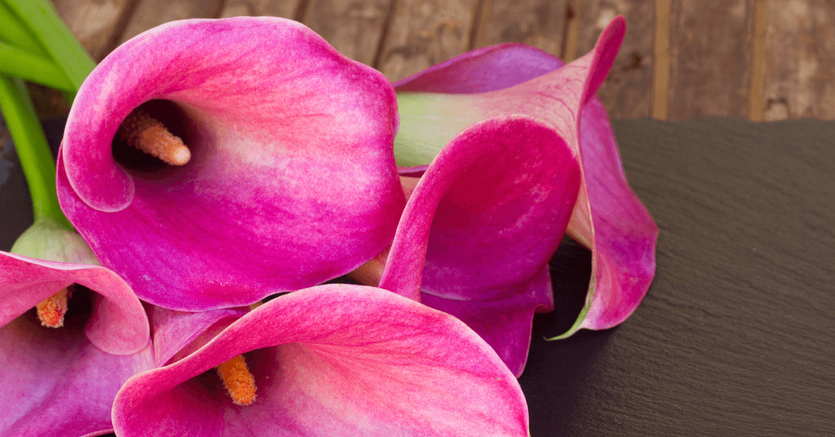 What Does Zone Mean In Landscaping at Gladys Hall blog