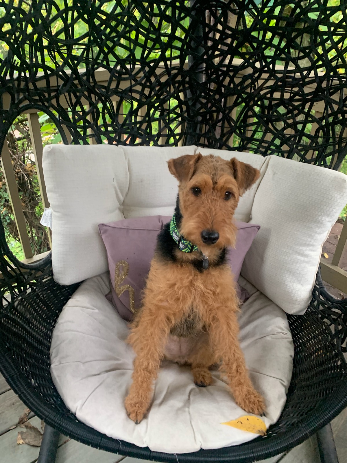 Gallery Walnut Ridge Kennel LLC