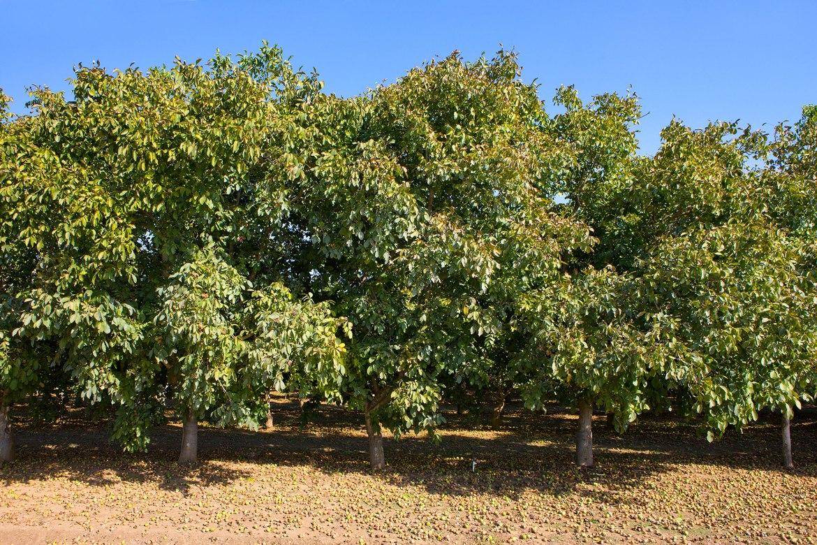 Growers California Walnuts