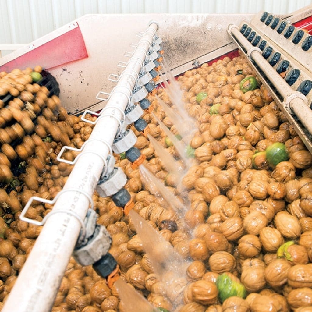 The Walnut Growing Process California Walnuts
