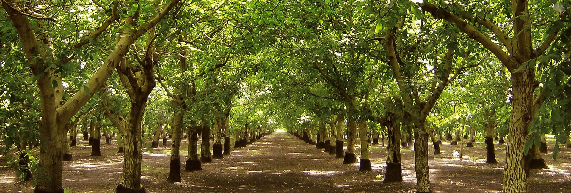 Walnut Industry California Walnuts