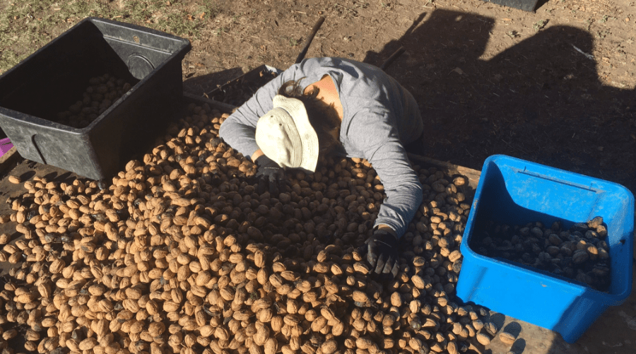 About New Zealand Walnut Growers Walnuts Please