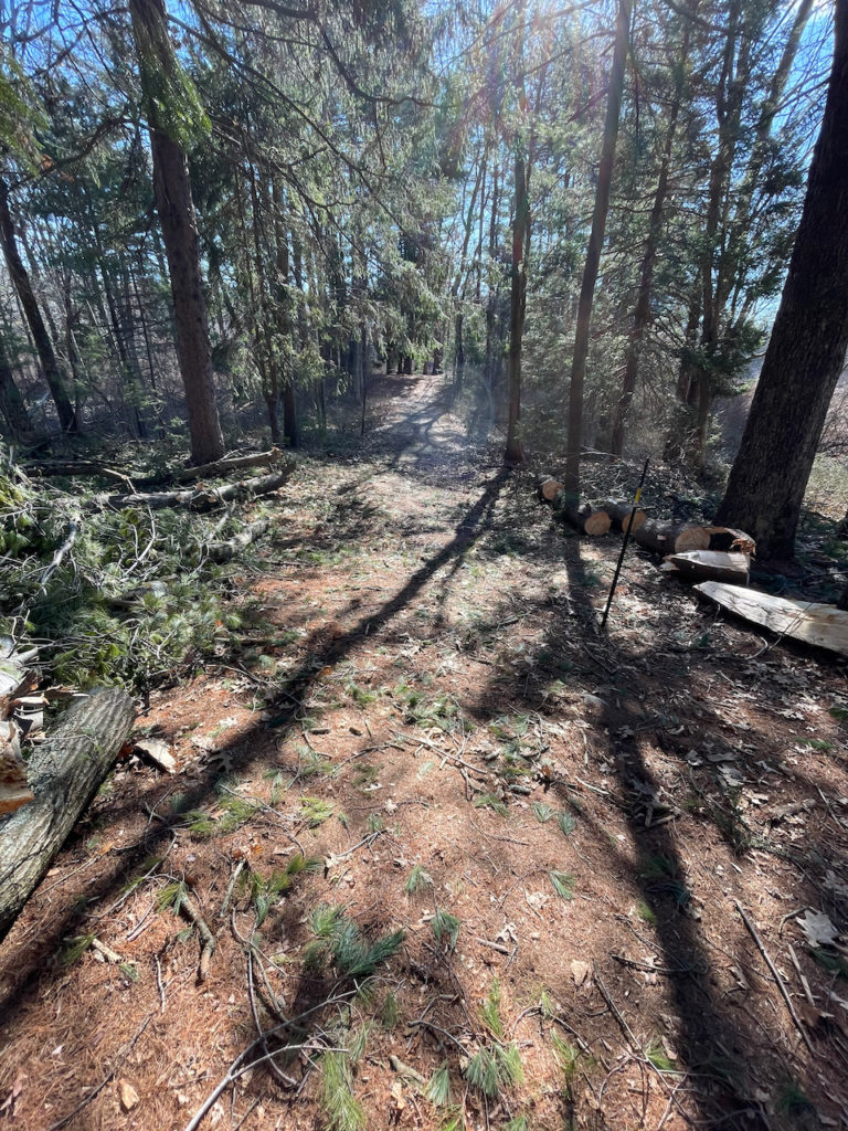 Trail Maintenance Town Forest West Town of Walpole, MA Trails