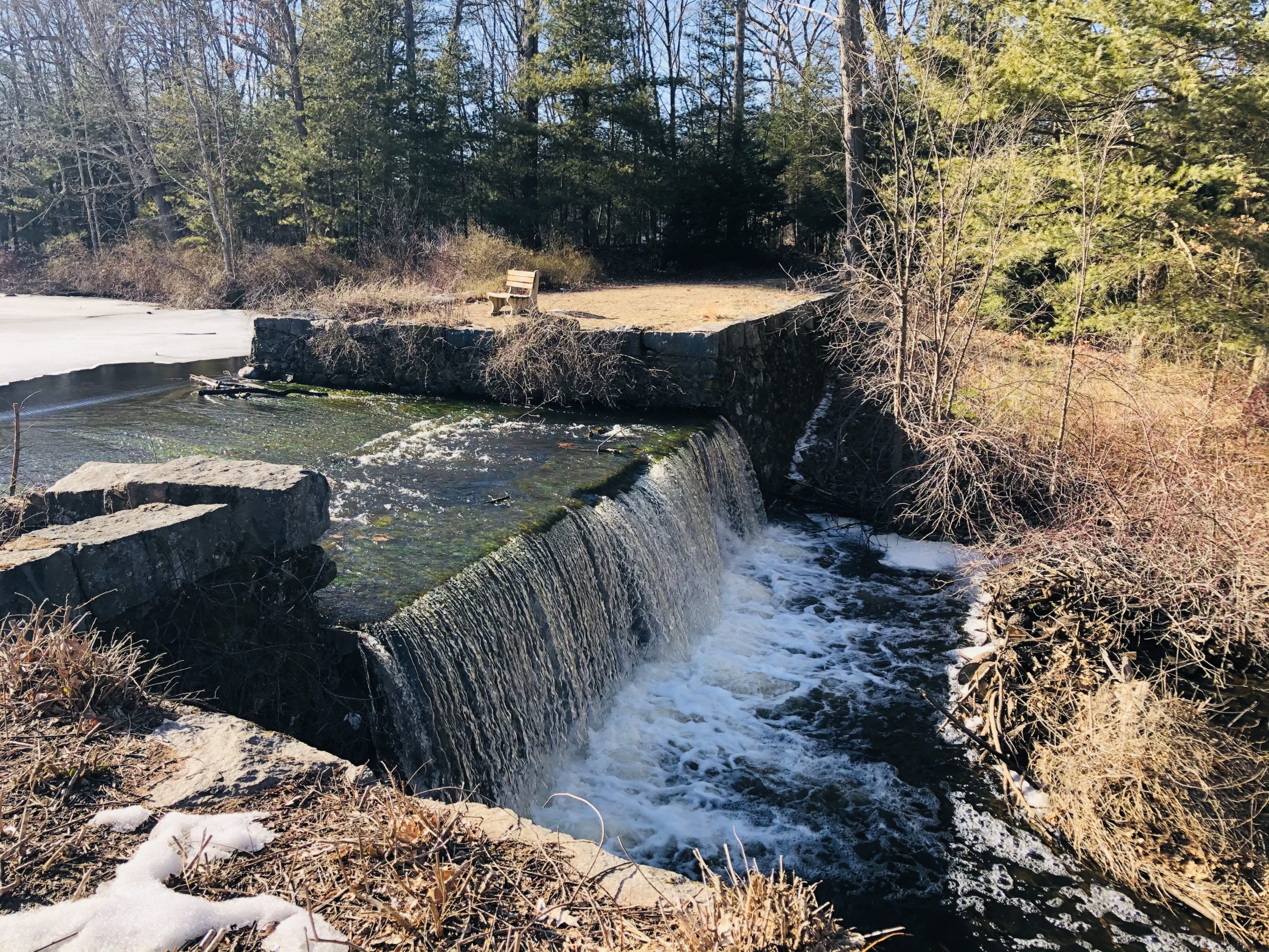 Town FOrest First Day Hike 2024 Town of Walpole, MA Trails