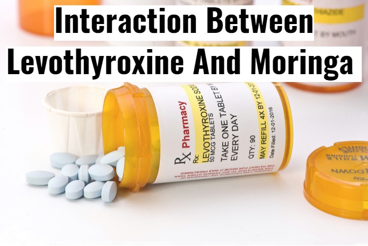 Levothyroxine With Moringa Interaction