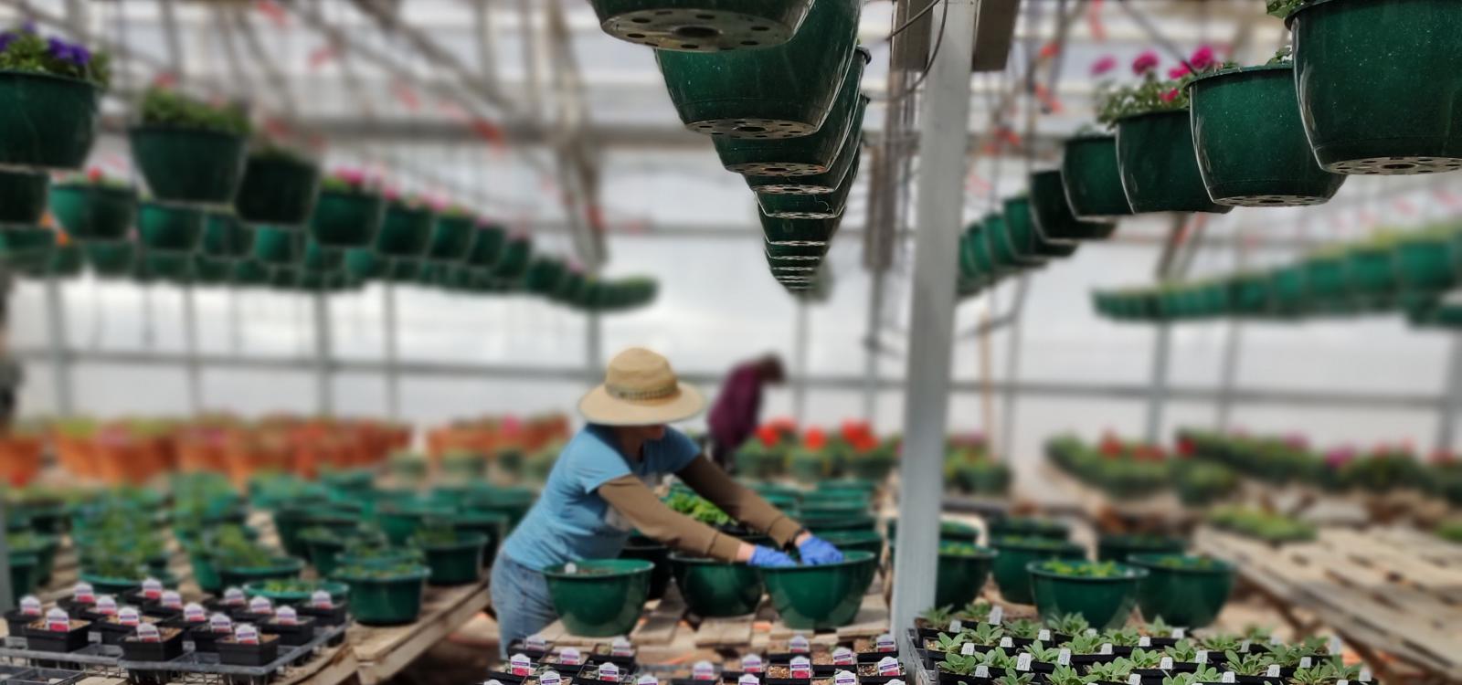 Planting Process by Huerfano Nursery & Garden Walsenburg Colorado