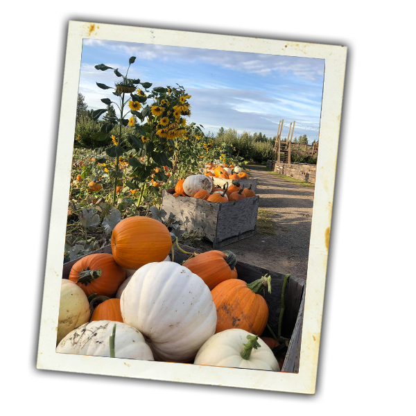 Green Bluff Fall Festival 2023 Festivals | Walters Fruit Ranch