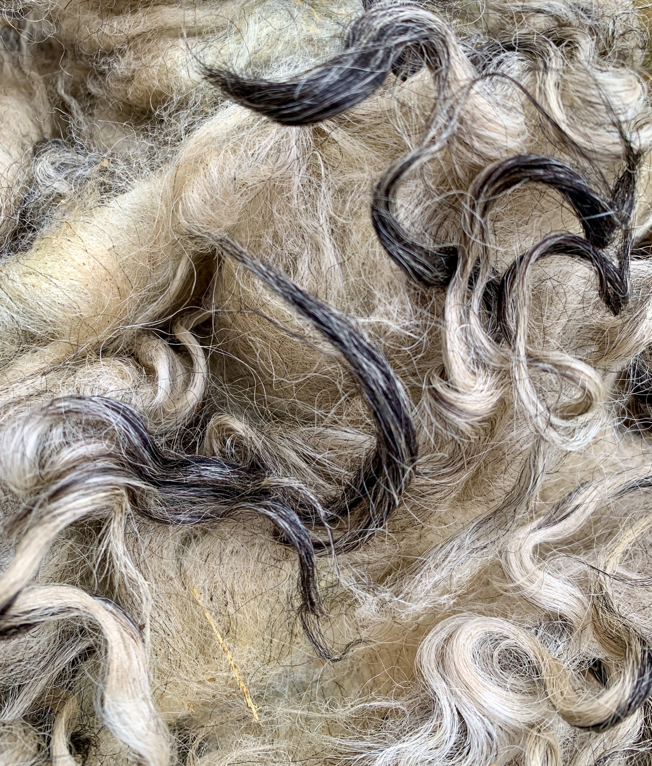 A raw fleece in dirty black and white.