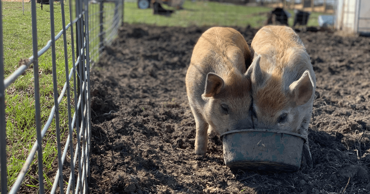 Farm Journal Entry 004 Morning Farm Routines & Pig Math