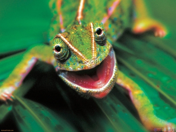 Happy Lizard Walyou