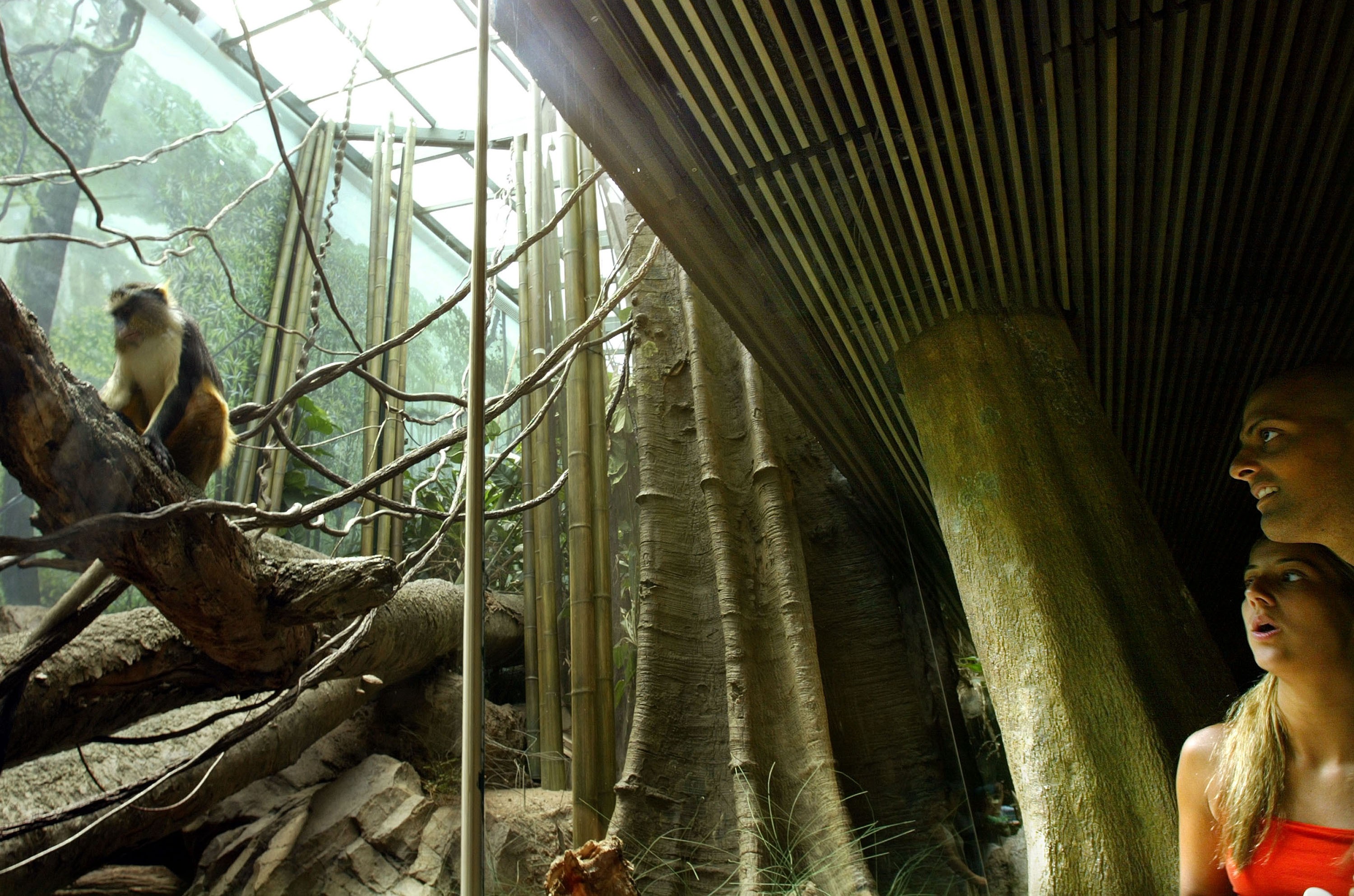 Fall Of The Wild Zoos, Conservation, And The Moral Cost Of Captivity