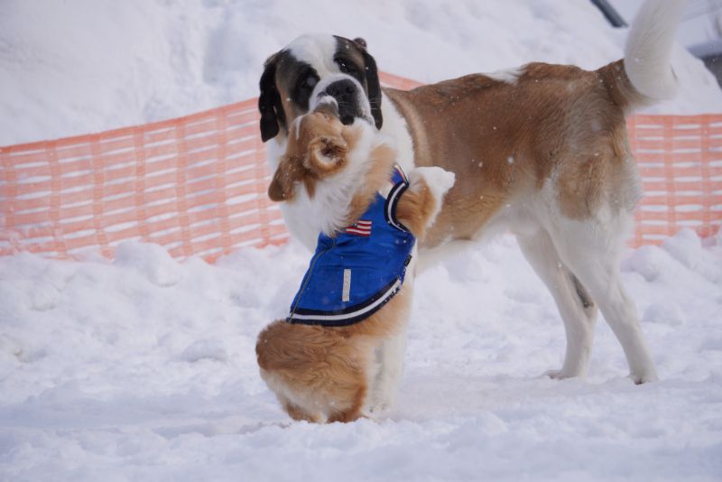 感謝！ペットメディア「mofmo」にコーギー犬もこすけが掲載されました わんノート｜犬との毎日を楽しく幸せに
