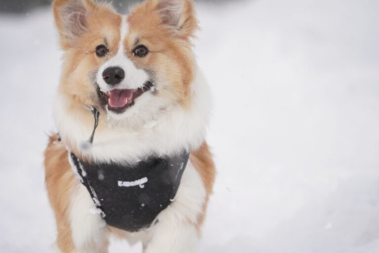 一人暮らしでコーギーを飼いたい人必見！一人で犬の飼育は可能なのか？ わんノート｜犬との毎日を楽しく幸せに