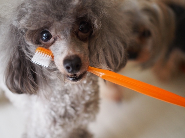犬の口臭が魚臭い！その原因と治療法は？