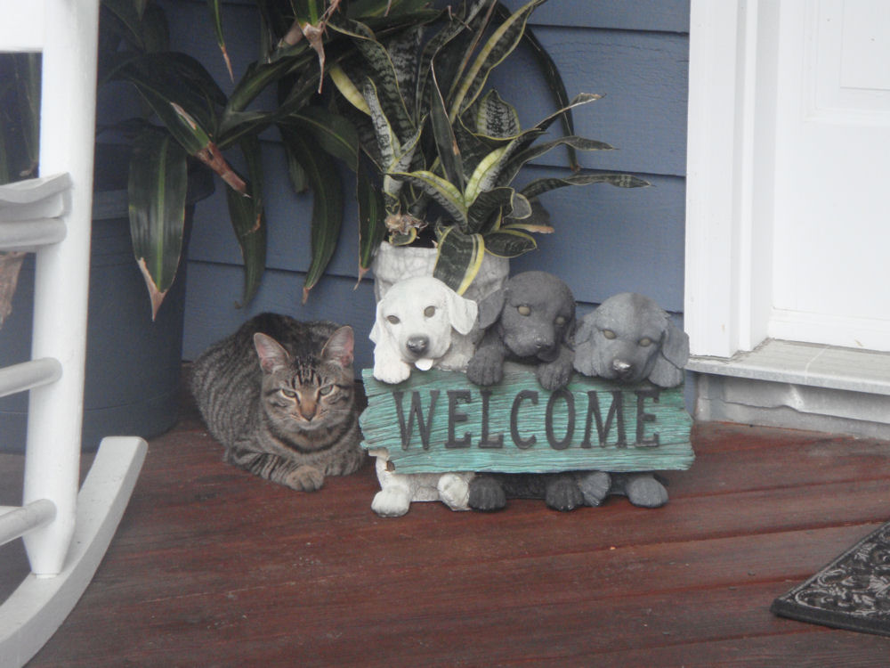 Wanchese Inn Photos Wanchese Inn Bed & Breakfast