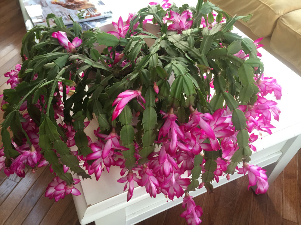 Wanchese Inn Photos Wanchese Inn Bed & Breakfast