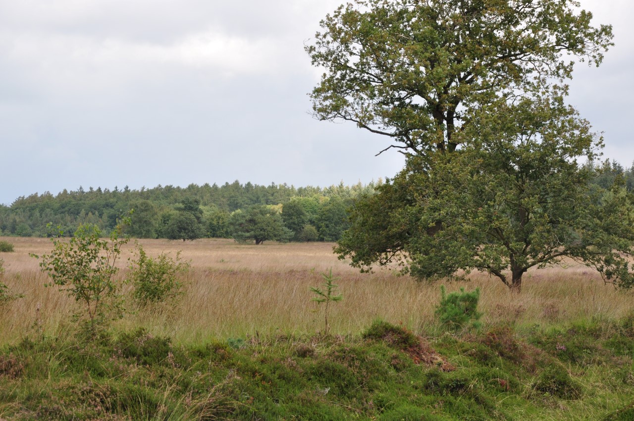 Wapserveld