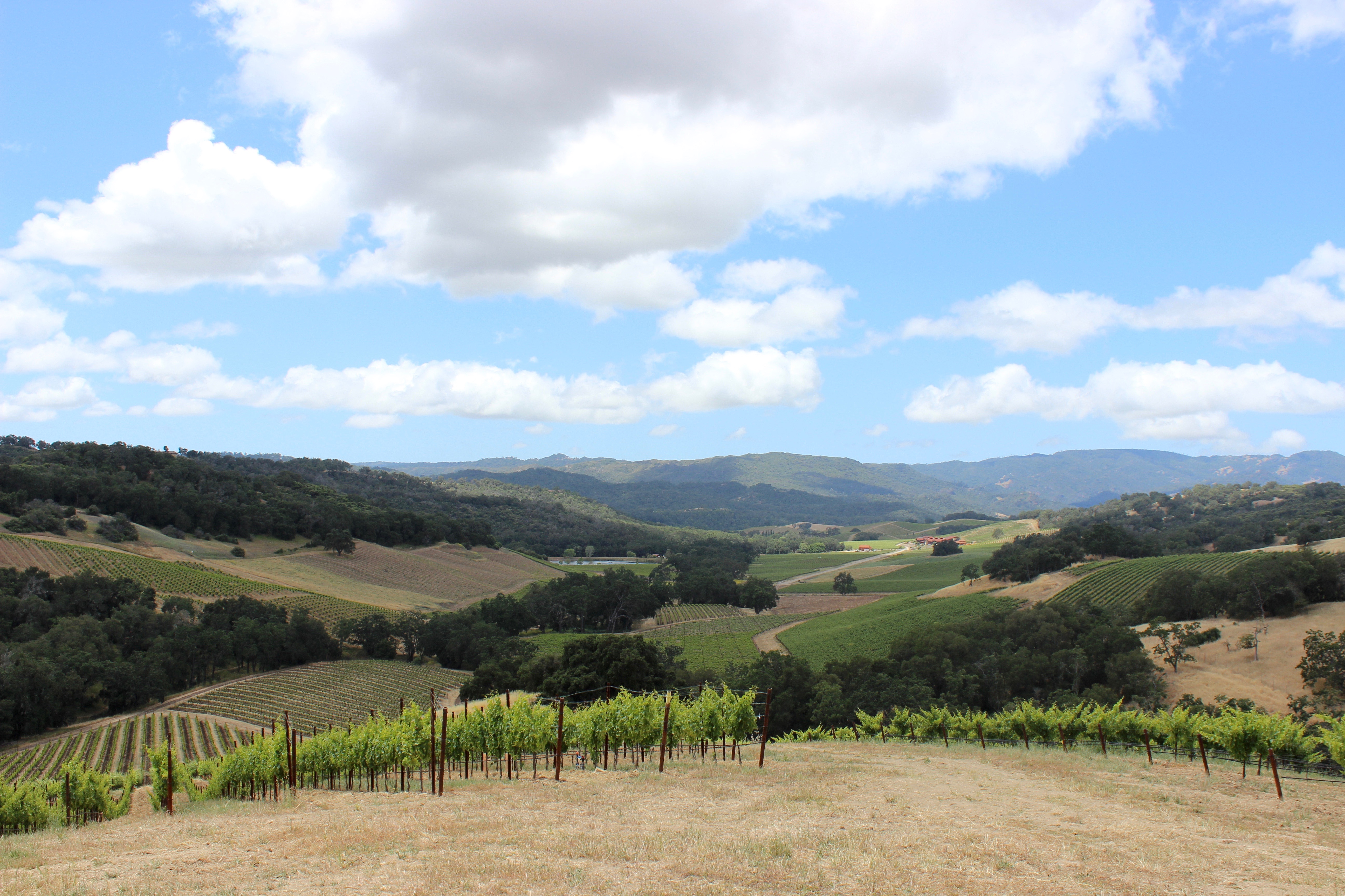 Halter Ranch Winery, Paso Robles Stunning Views & Vineyard Excursions