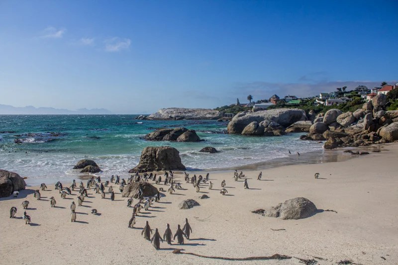 Visit the African Penguins at Boulders Beach Wander Cape Town