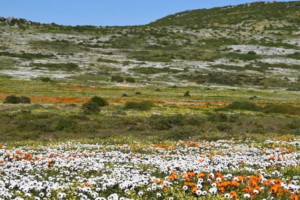 Exploring the West Coast Wildflowers A Spring Guide to Wildflowers