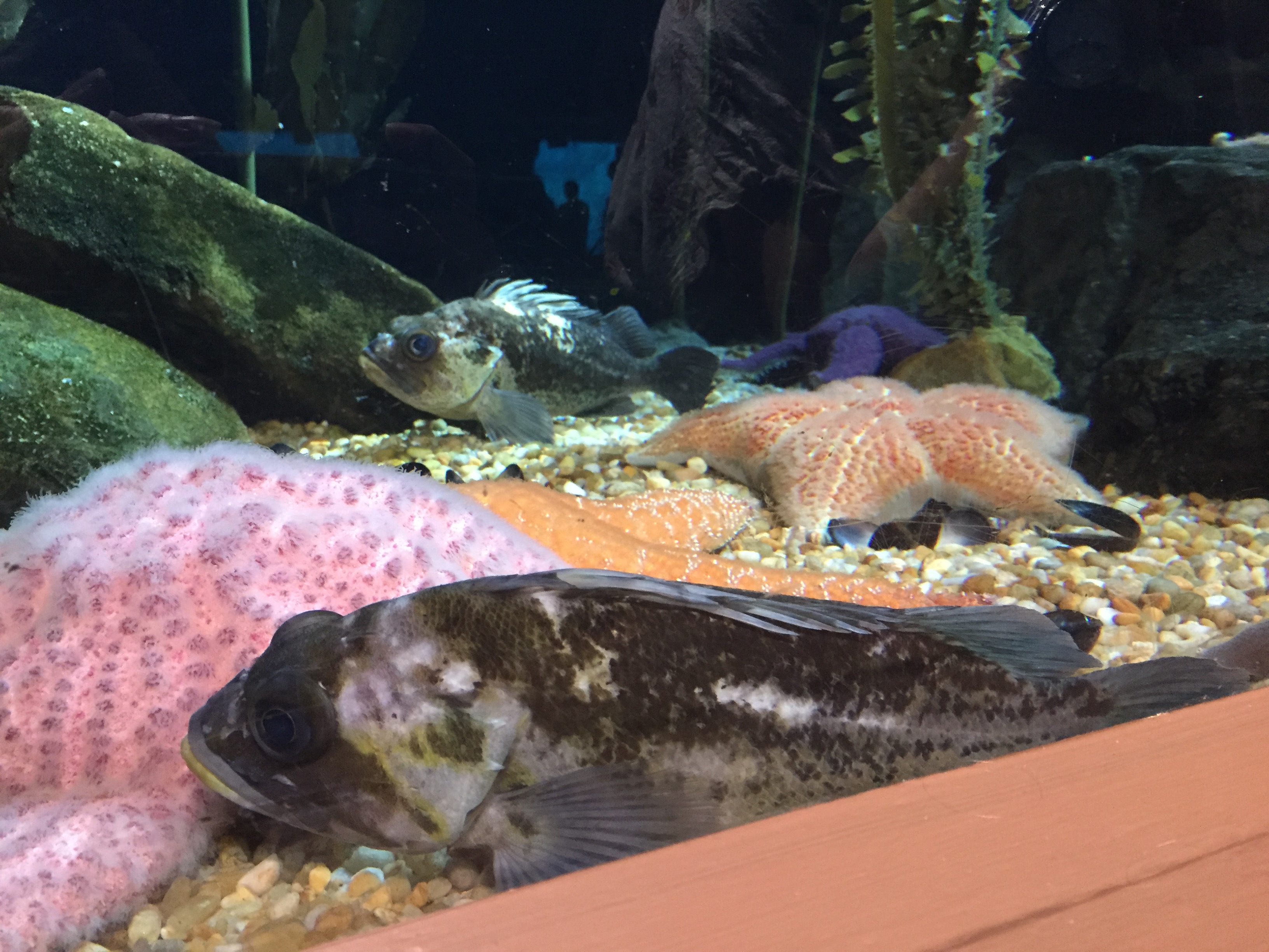 Atlanta Fish 2