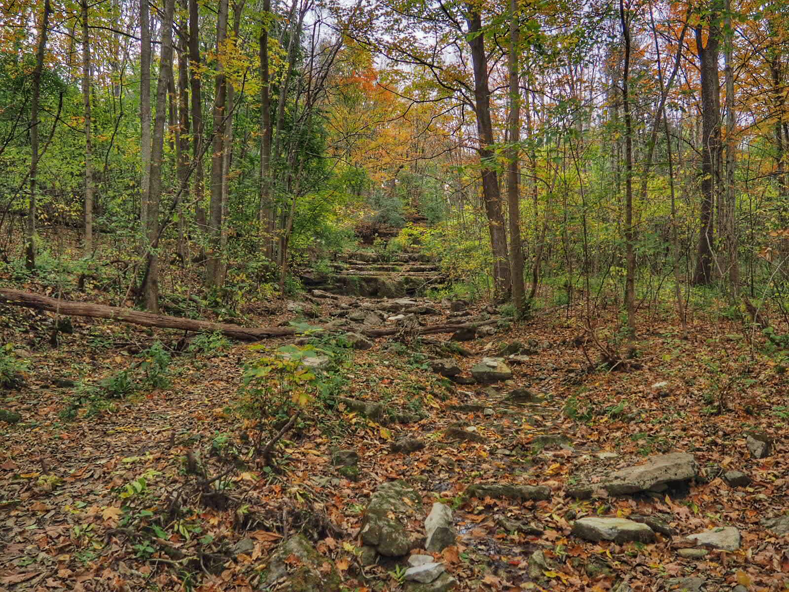 Three Falls Woods Trail