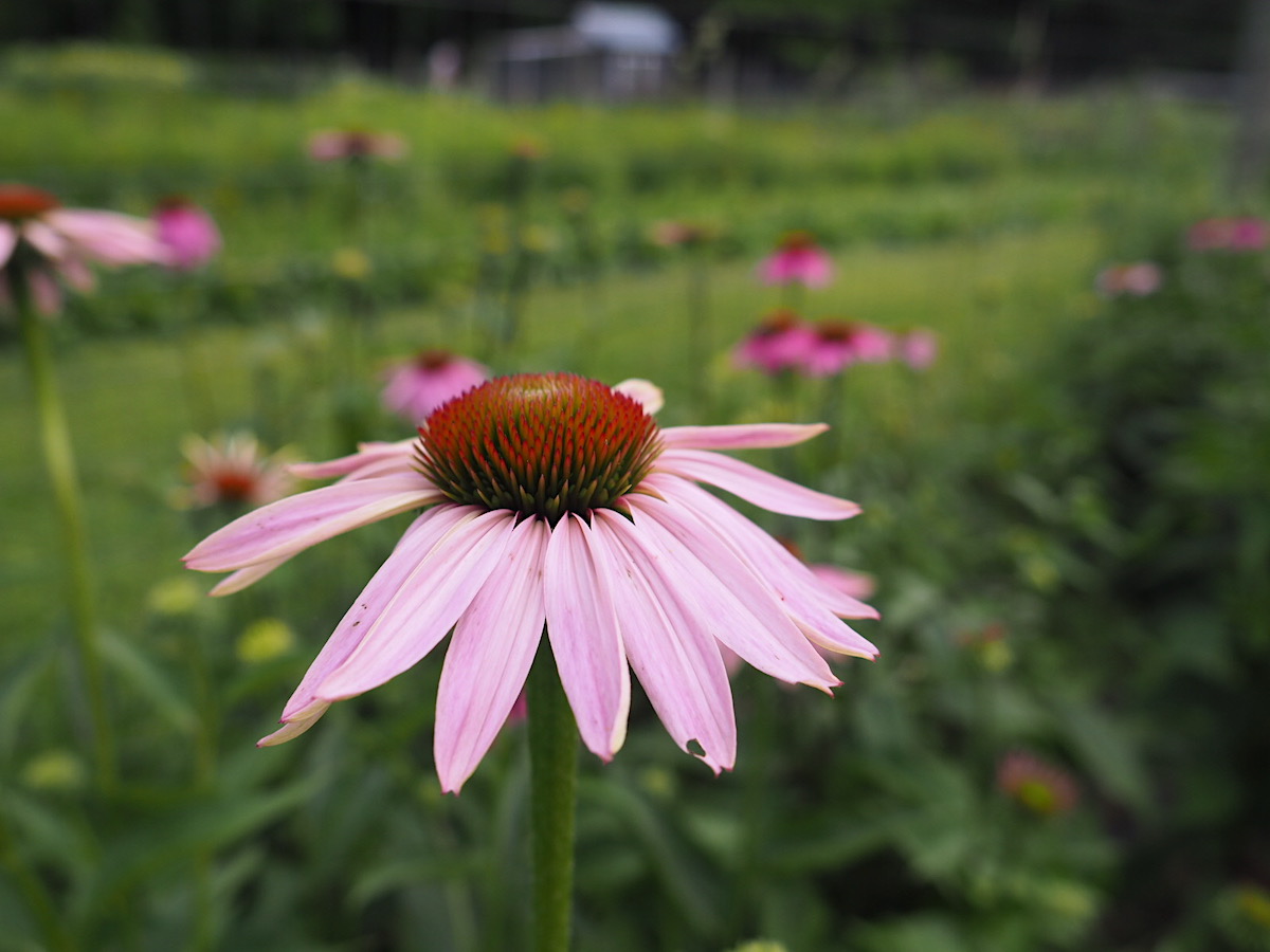 Cone Flower at Withy Hollow