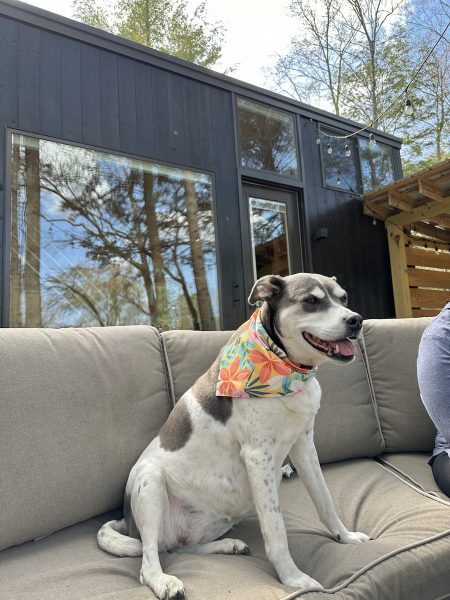 A dog sitting on the deck of a tiny house