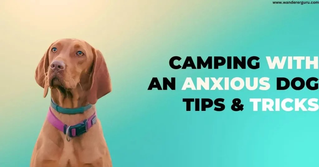 Camping with an Anxious Dog tips & tricks in 2023 Wanderer Guru