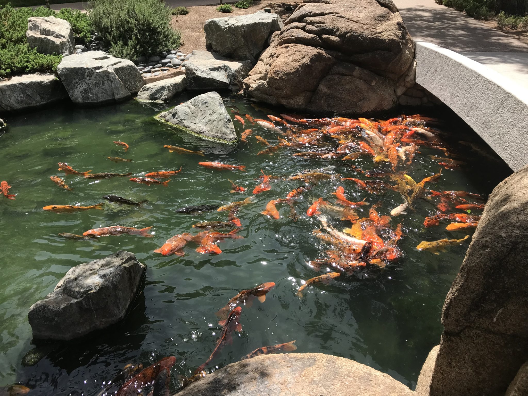 A Visit to the Japanese Friendship Garden in Phoenix, Arizona