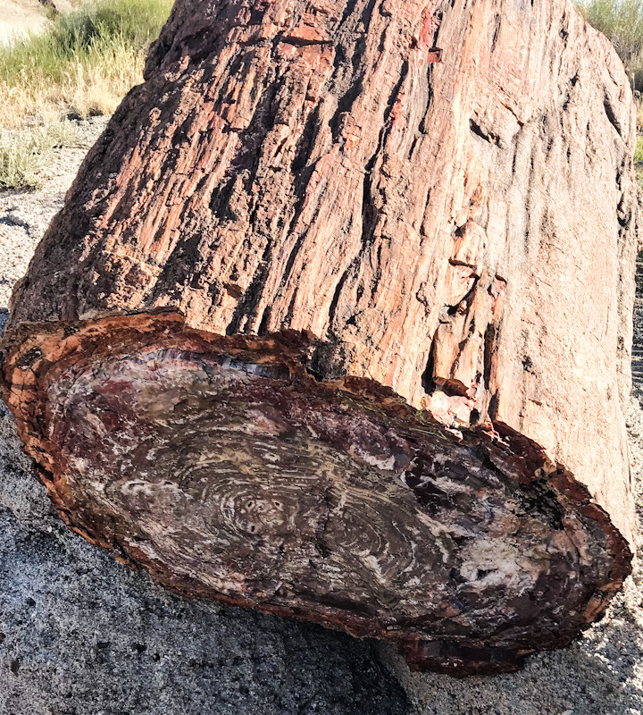 Things To Know About Petrified Forest In Arizona And How To Visit It