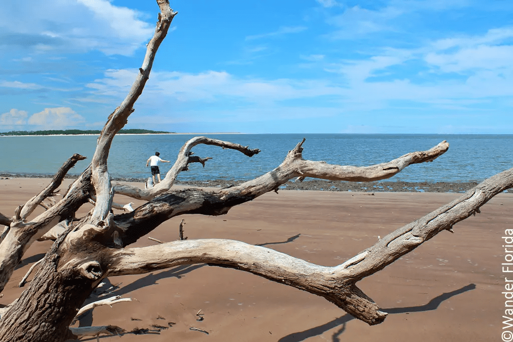 Explore The Beauty Of Boneyard Beach, Florida Wander Florida