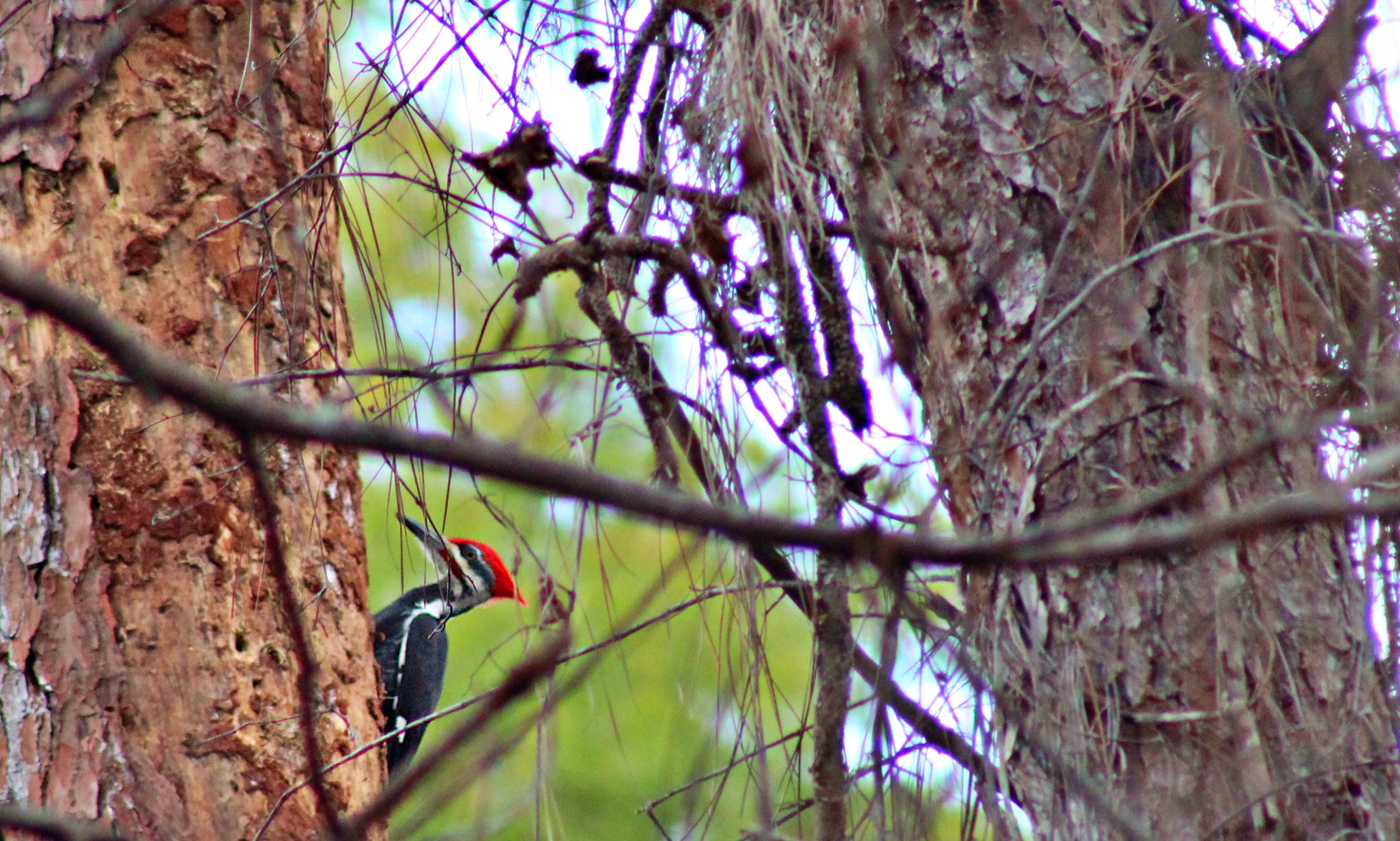 Brooker Creek's FamilyFriendly Fall Wildflower Festival Wander Florida