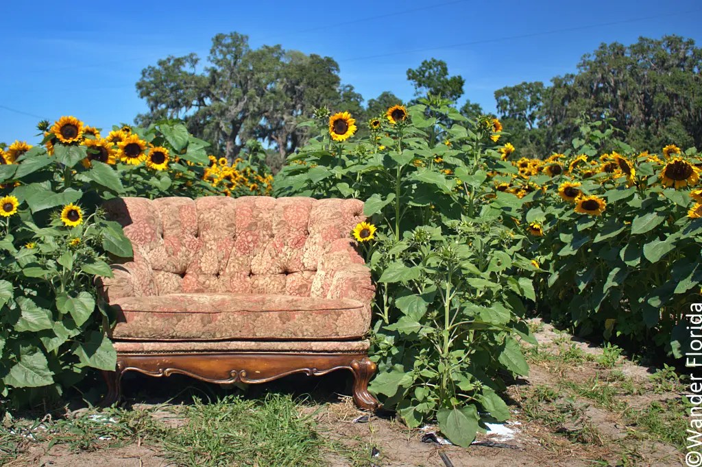 This 6 Acre Sunflower Maze At Sweetfields Farm Is The Best In Central Florida