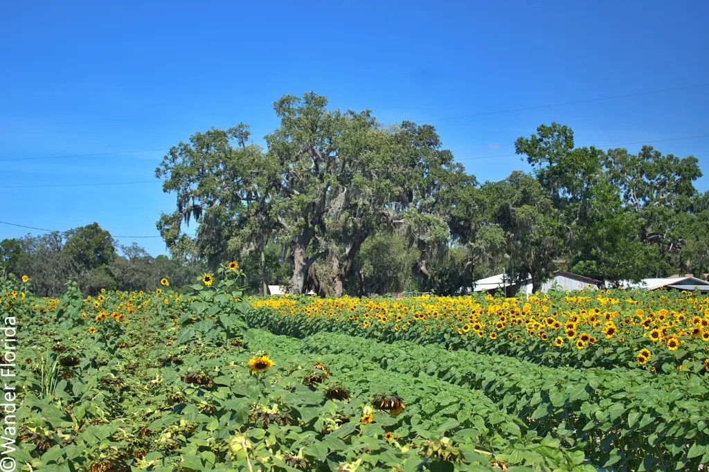 This 6 Acre Sunflower Maze At Sweetfields Farm Is The Best In Central