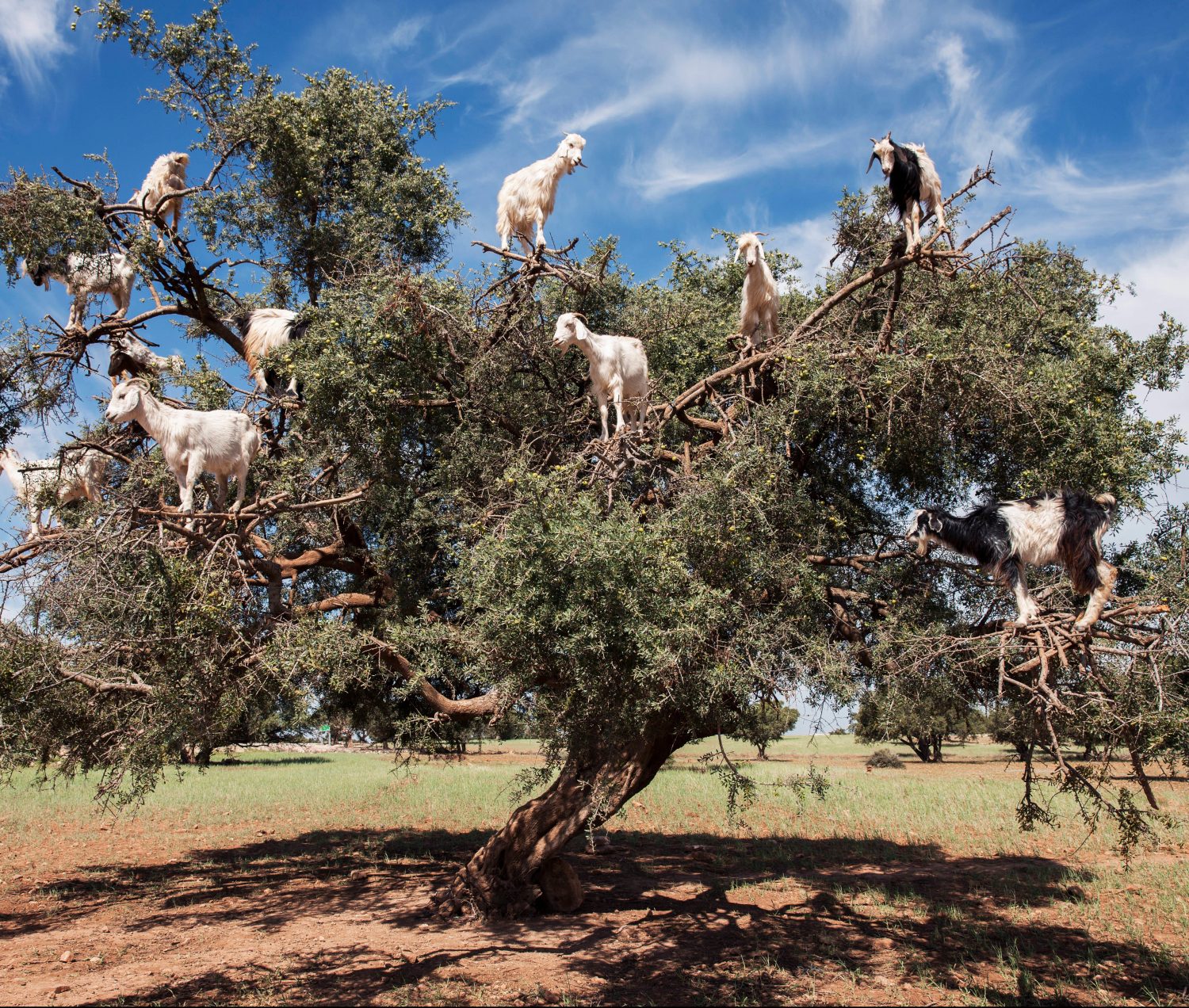 goats climbing argan nut tree Wanderglow