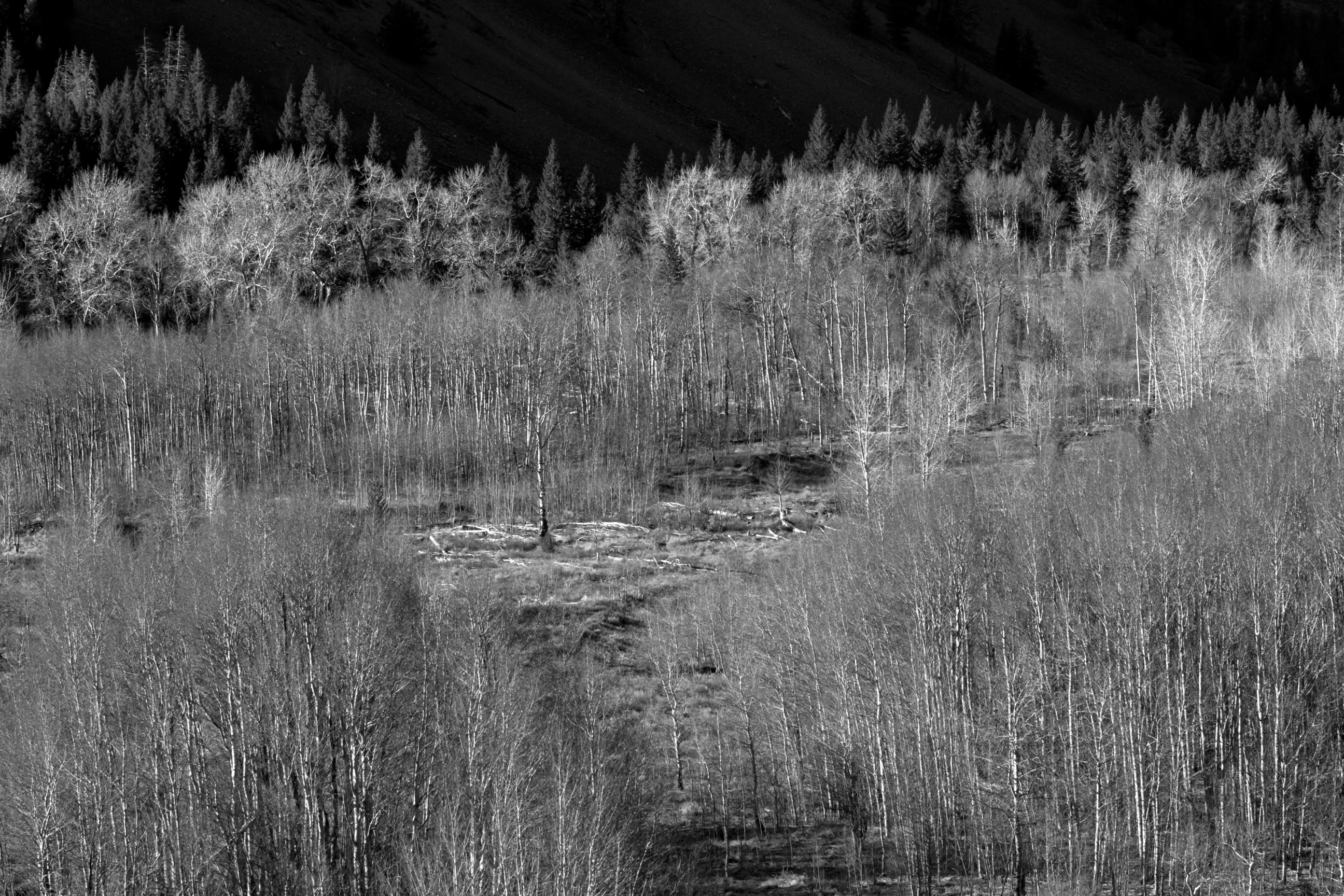 May 1 Trail Creek Road Open! Wander High