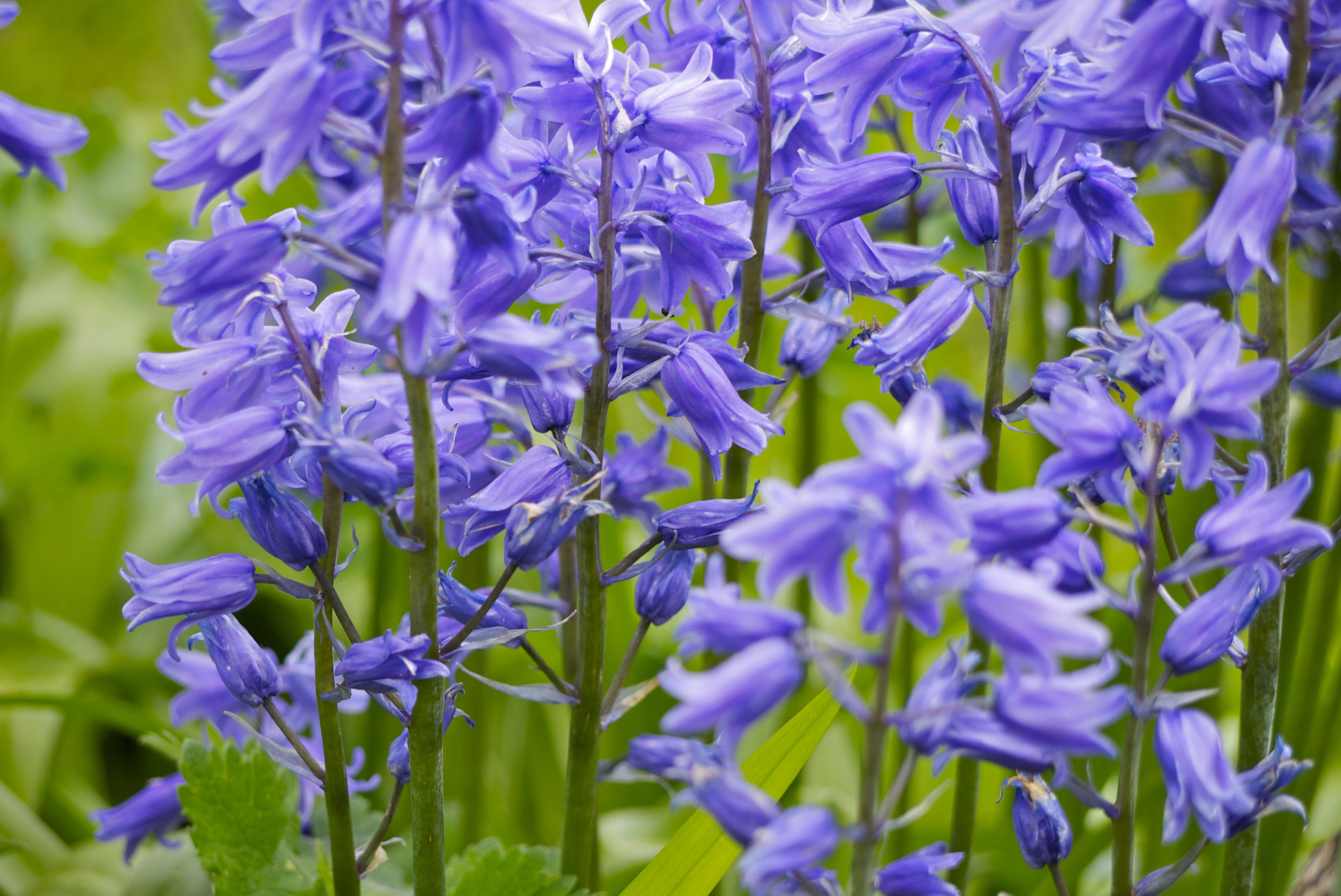 sweet english garden the wandering abode