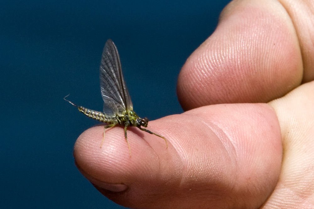 Ultimate Guide to Fall Fly Fishing in Wyoming Wandering Angler
