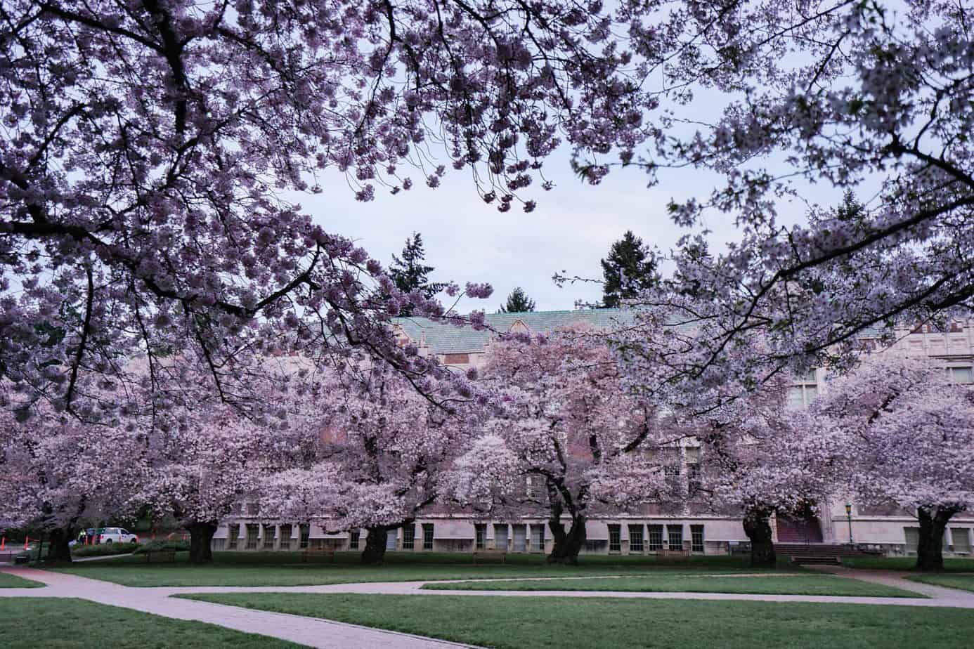 Best Cherry Blossom Locations in Seattle and Beyond Wandering Backpack